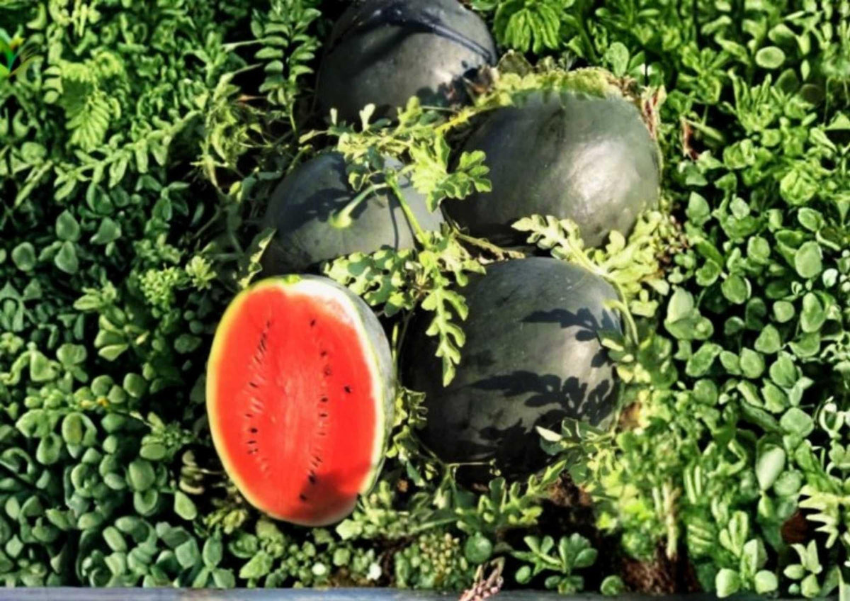 Sugar Baby Watermelon Seeds – Heirloom Non-GMO Fruit Seeds for Garden Planting, Compact Melon Variety with Juicy Red Flesh