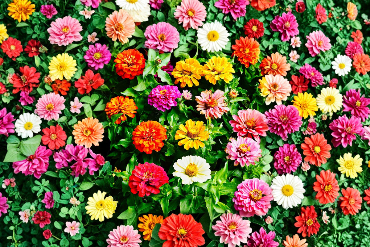 Cut and Come Again Zinnia Seeds, Heirloom Colorful Blooms, Butterfly and Hummingbird Attracting, Easy Grow Garden Seeds