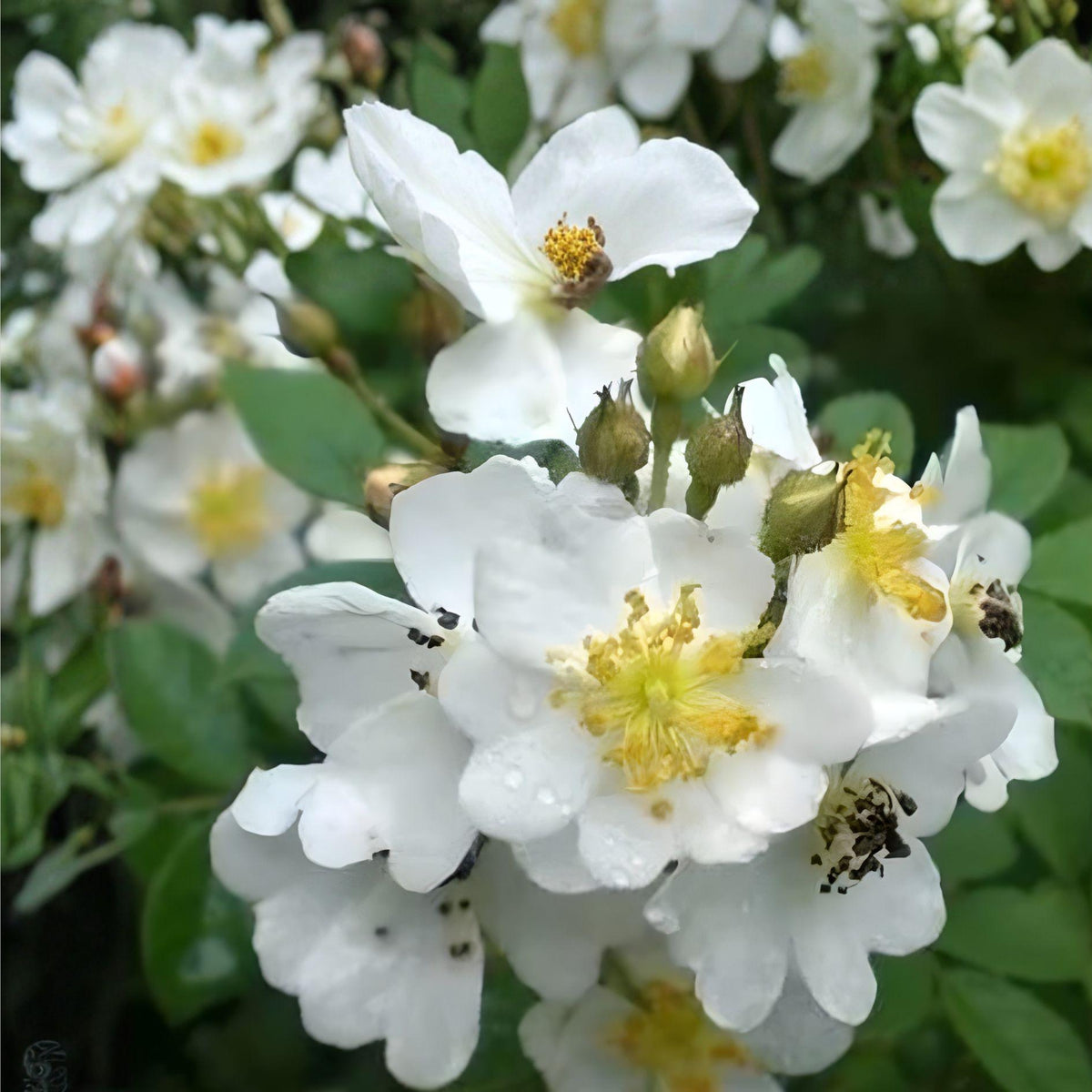 White Climbing Rose Plant | Fragrant Vine, Bare Root, Rosa spp.