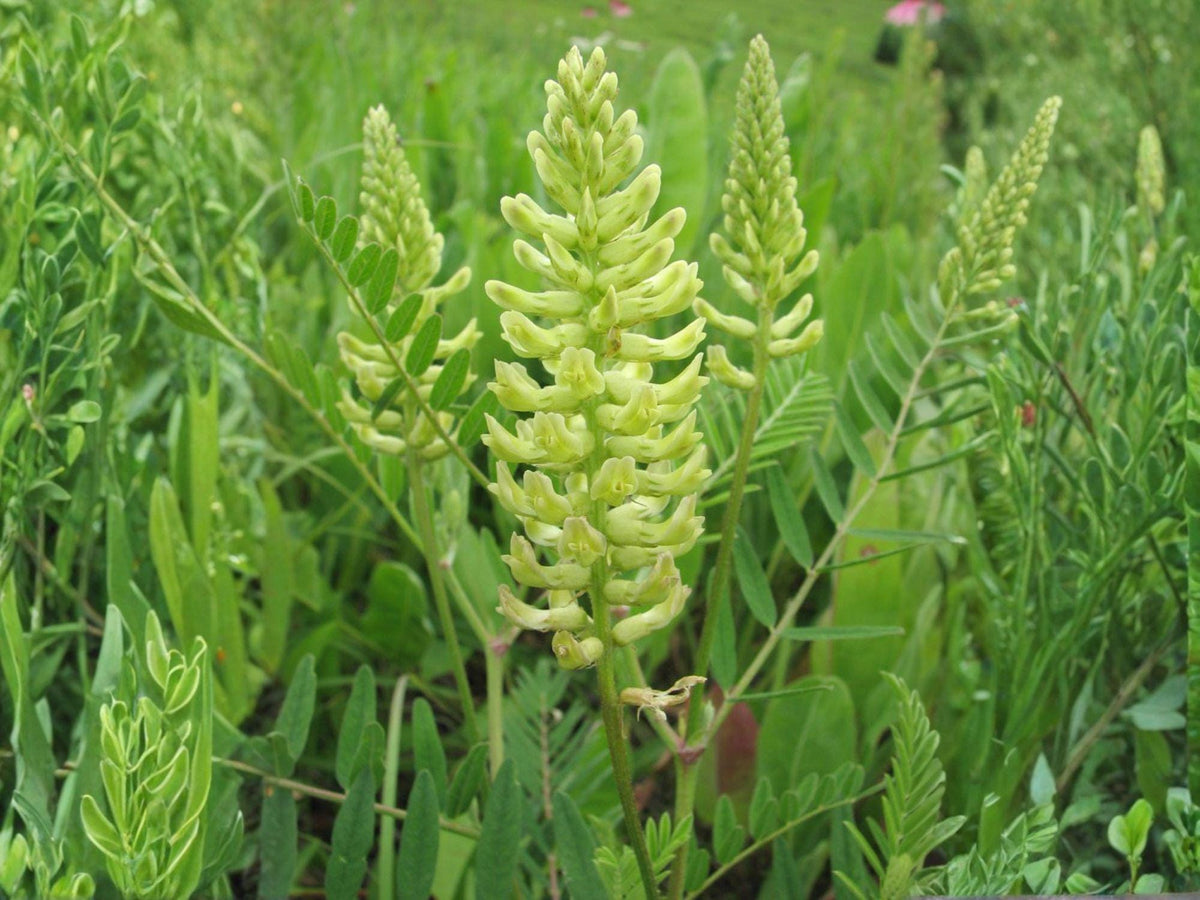 Astragalus canadensis Seeds – Native Wildflower, Canadian Milk Vetch, Heirloom, Non-GMO, Pollinator-Friendly Perennial Plant