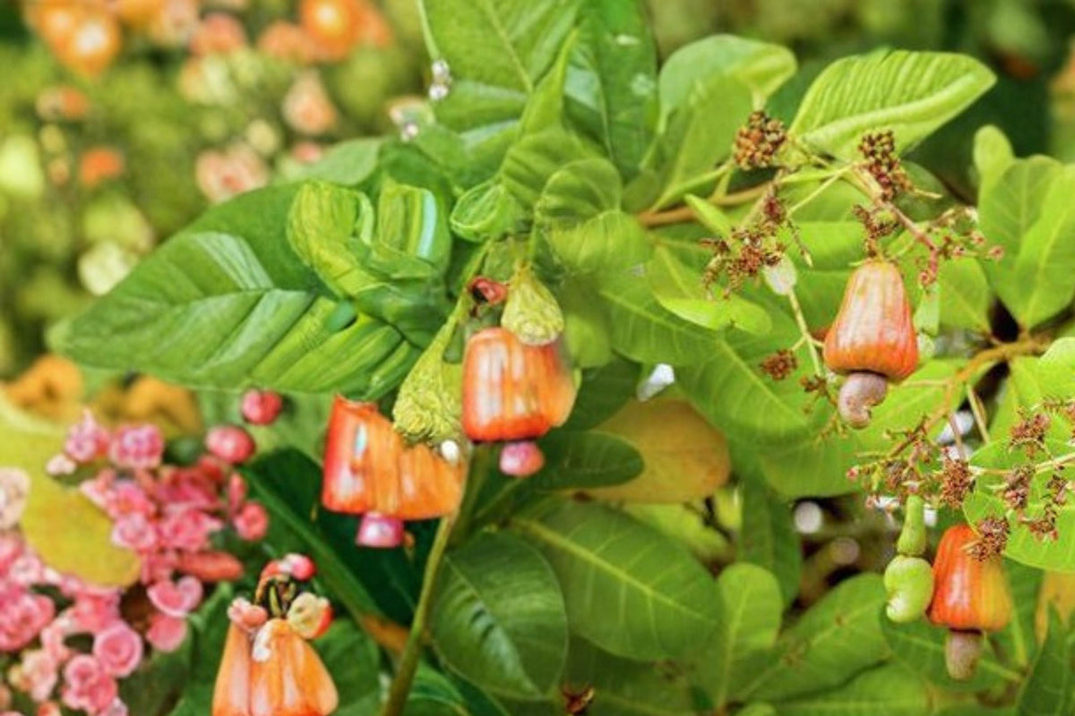 Cashew Tree Seeds – Anacardium occidentale – Tropical Evergreen Nut Tree for Warm Climates