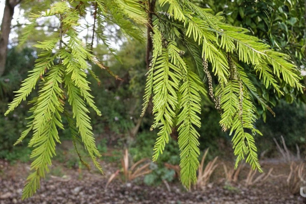 Bald Cypress Seeds – Taxodium distichum – Wetland Tree with Feathery Foliage for Landscaping and Water Gardens