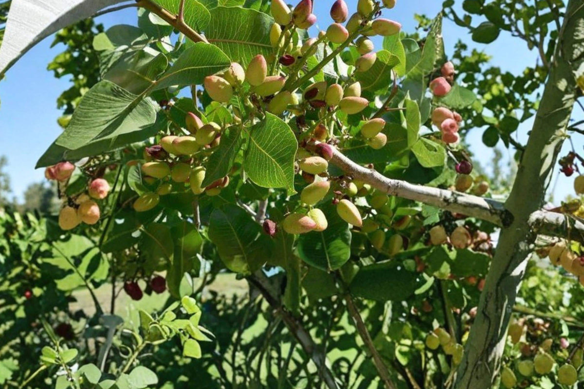 Pistachio Tree Seeds – Pistacia vera Nut Tree for Dry Climates, Edible Pistachios, Full Sun, Well-Drained Soil