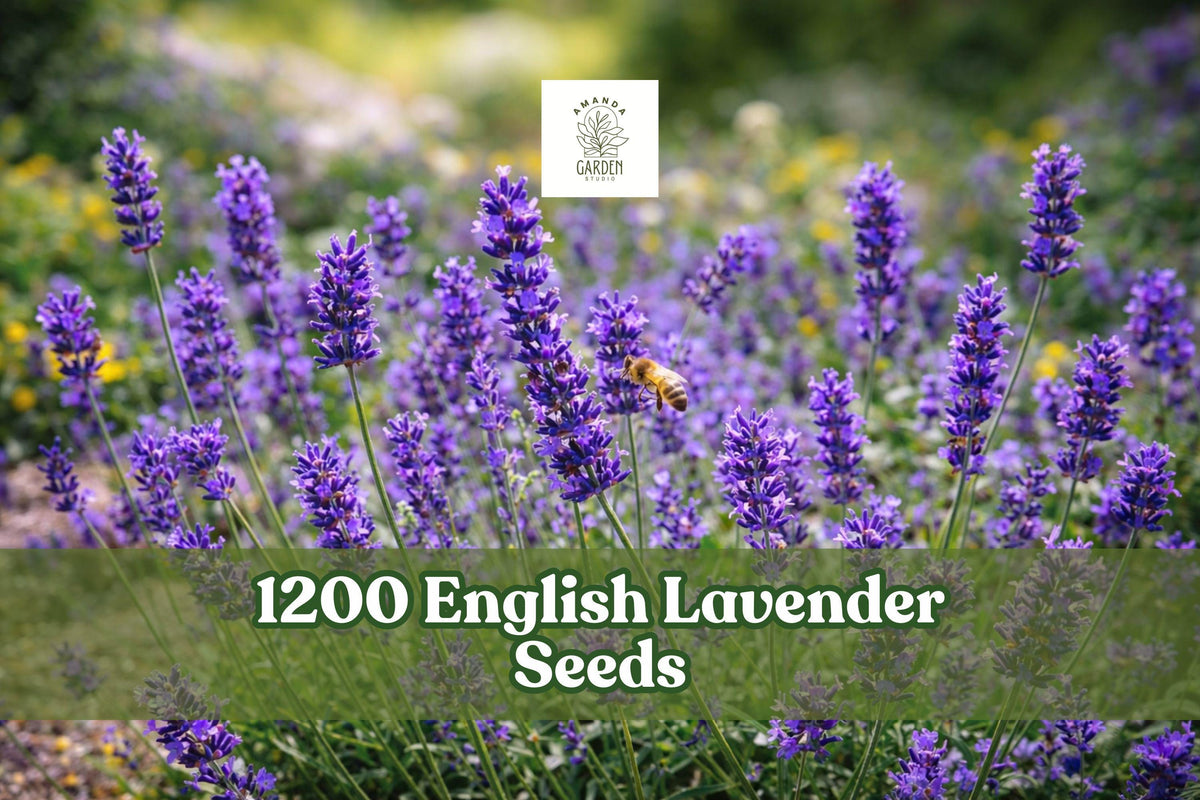 English Lavender Seeds, Lavandula angustifolia Munstead, Aromatic Herb, Purple Blooms, Perennial, Herb Garden, Container Planting