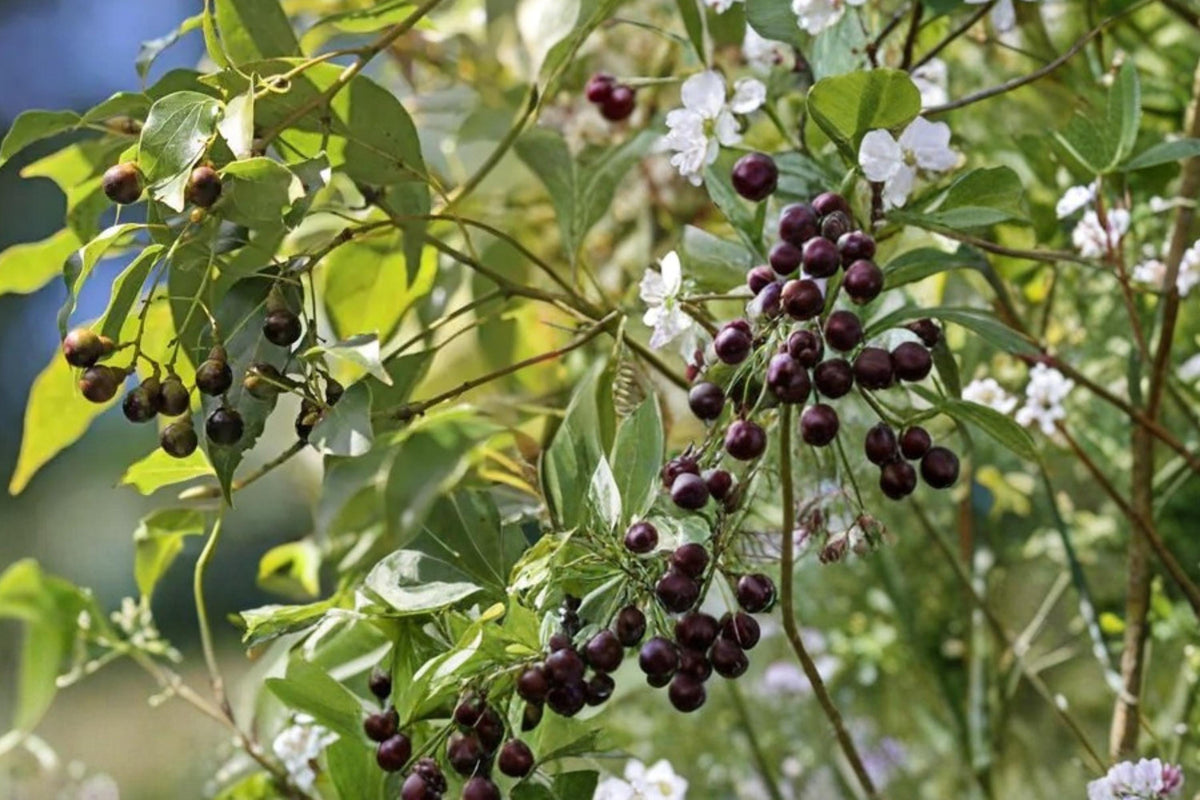 Camphor Tree Seeds – Cinnamomum camphora Evergreen Landscape Tree with Glossy Foliage and Fruit