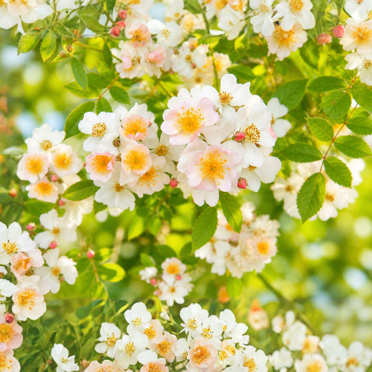 Multiflora Rose Bare Root Plant – Rosa multiflora, Dense Shrub for Hedges & Erosion Control