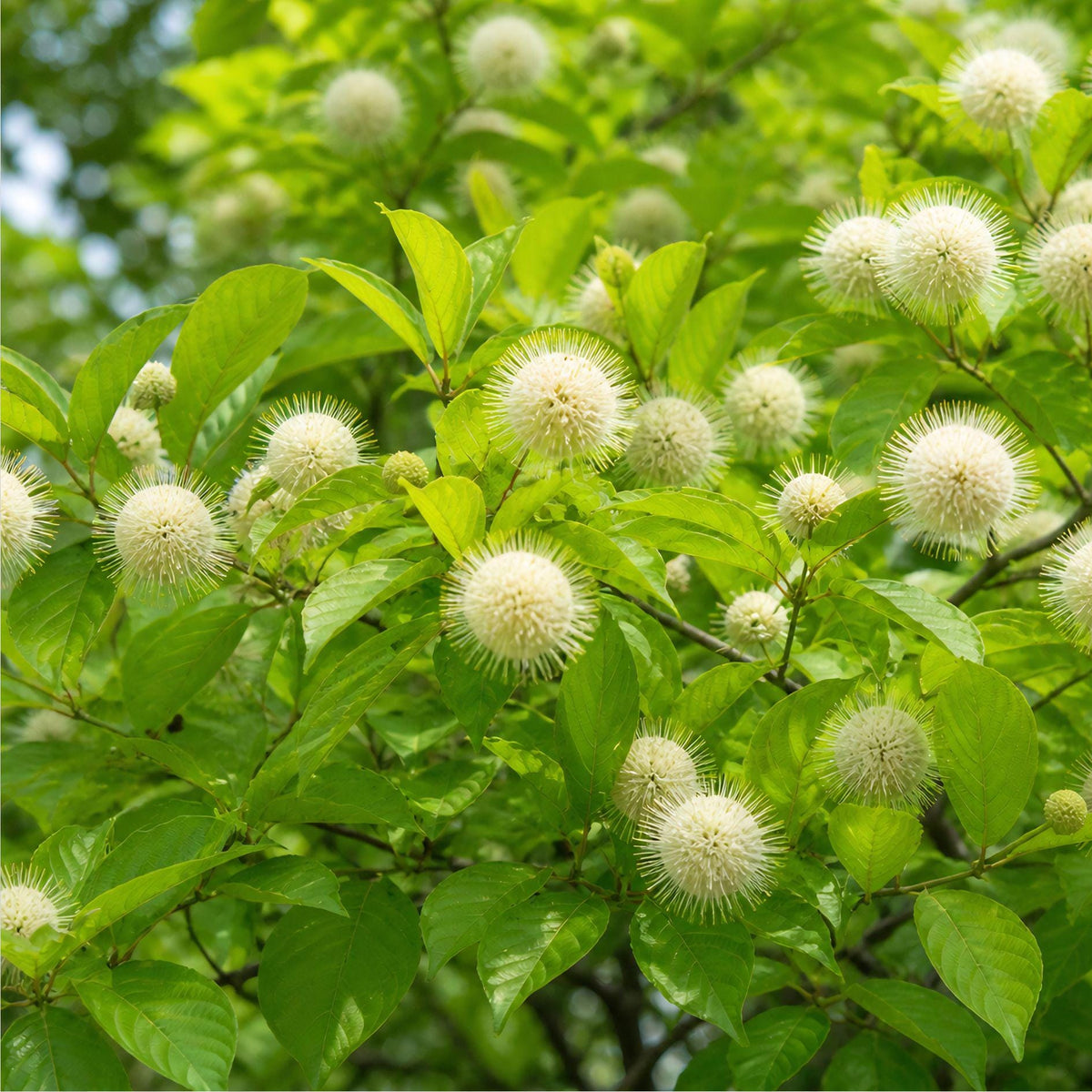 Buttonbush Bare Root Plants – Cephalanthus occidentalis, Native Flowering Shrub for Wet Areas, 2 Plants