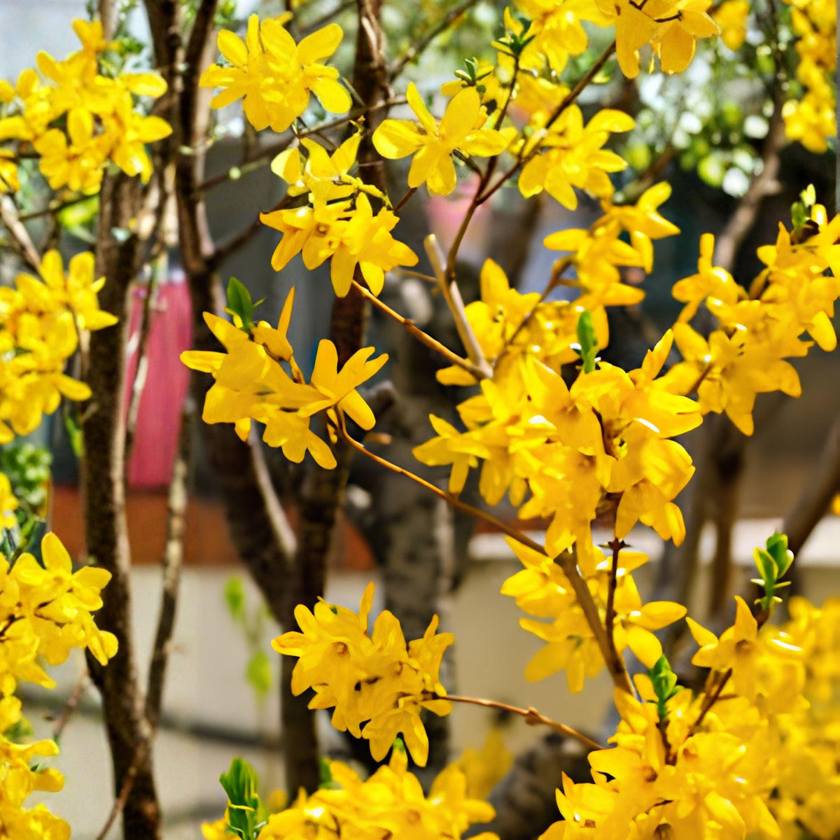 Forsythia Bare Root Live Plant – 12-24 Inches, Yellow Flowers, Forsythia spp. Shrub for Hedges & Borders