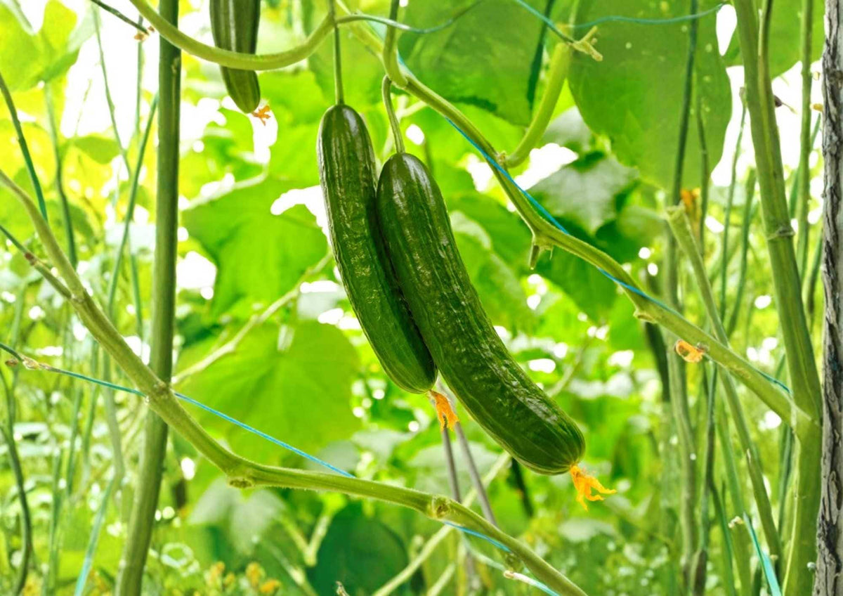 Marketmore 76 Cucumber Seeds Heirloom Non-GMO Vegetable Seeds for Garden Planting, Slicing, Dark Green, High Yield