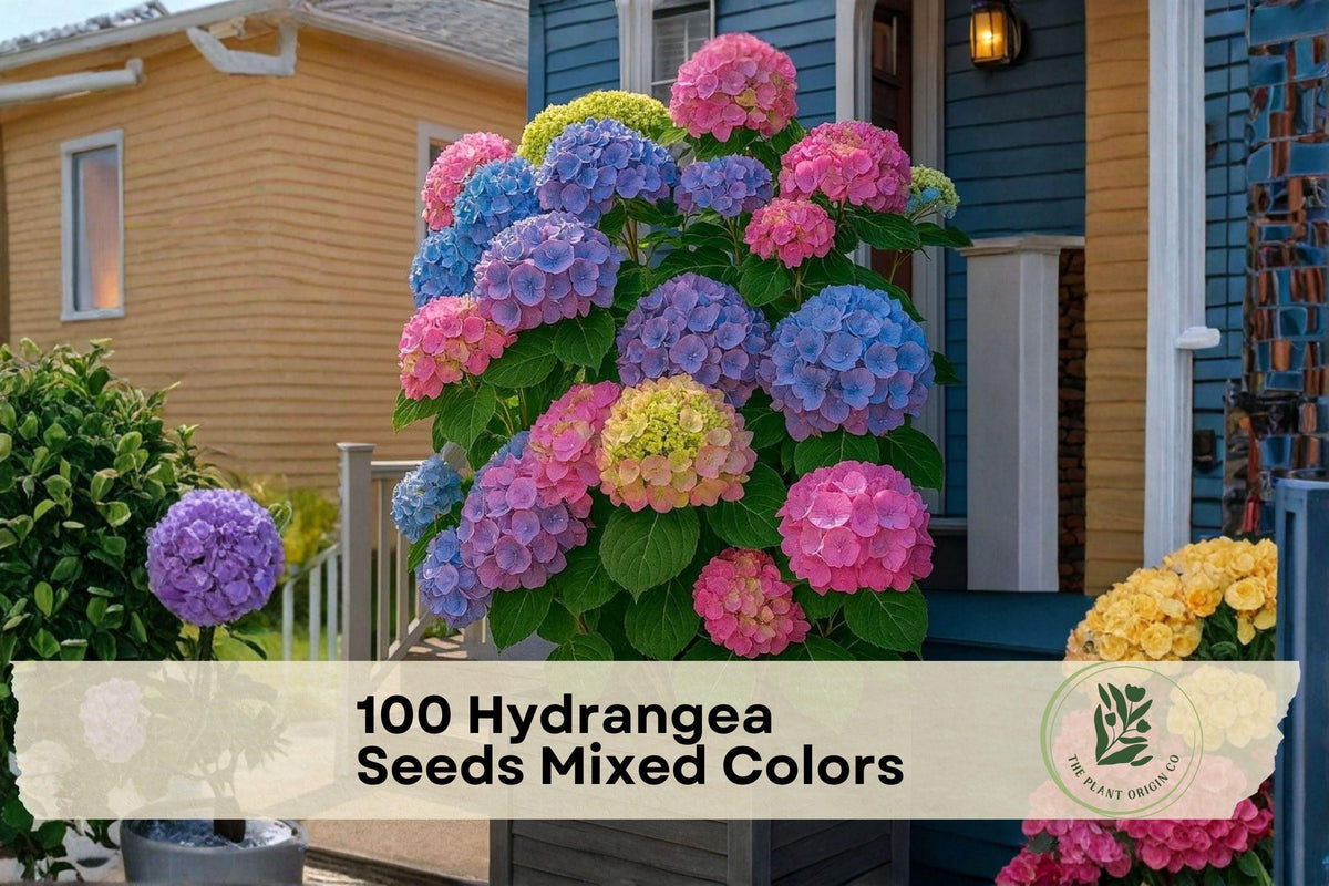 Hydrangea Seeds Mixed Colors – Flowering Shrub, Ornamental Garden Plant, Hydrangea spp.