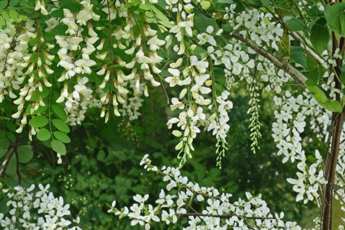 Black Locust Tree Seeds – Robinia pseudoacacia, Deciduous Flowering Tree with White Fragrant Clusters, Pollinator Attractant