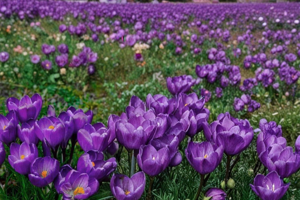 Crocus Record Bulbs – Spring-Flowering Crocus vernus with Large Purple Blooms for Garden Beds & Borders