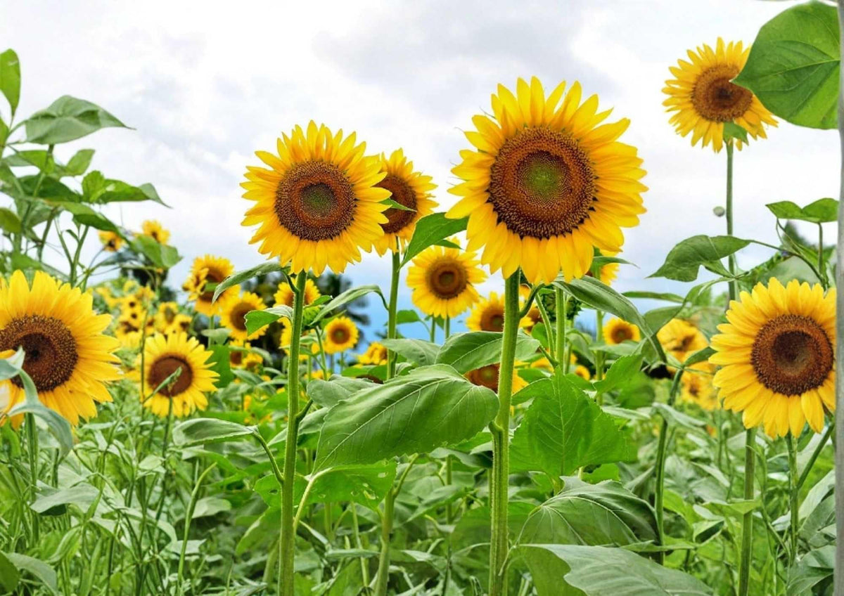 Skyscraper Sunflower Seeds – Heirloom Non-GMO, Tall Golden Blooms, Pollinator Friendly, Garden Planting, Helianthus annuus