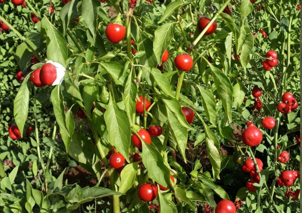 Red Cherry Pimenta Pepper Seeds – Heirloom Organic Non-GMO Chili Seeds for Garden, Sweet Hot Thick Wall Variety, 100+ Seeds
