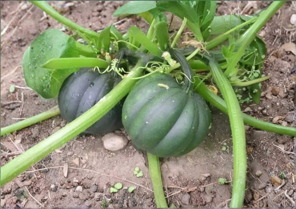 50+ Table Queen Acorn Winter Squash Seeds – Heirloom Non-GMO Vegetable Seeds for Garden Planting, Dark Green Acorn-Shaped Fruits