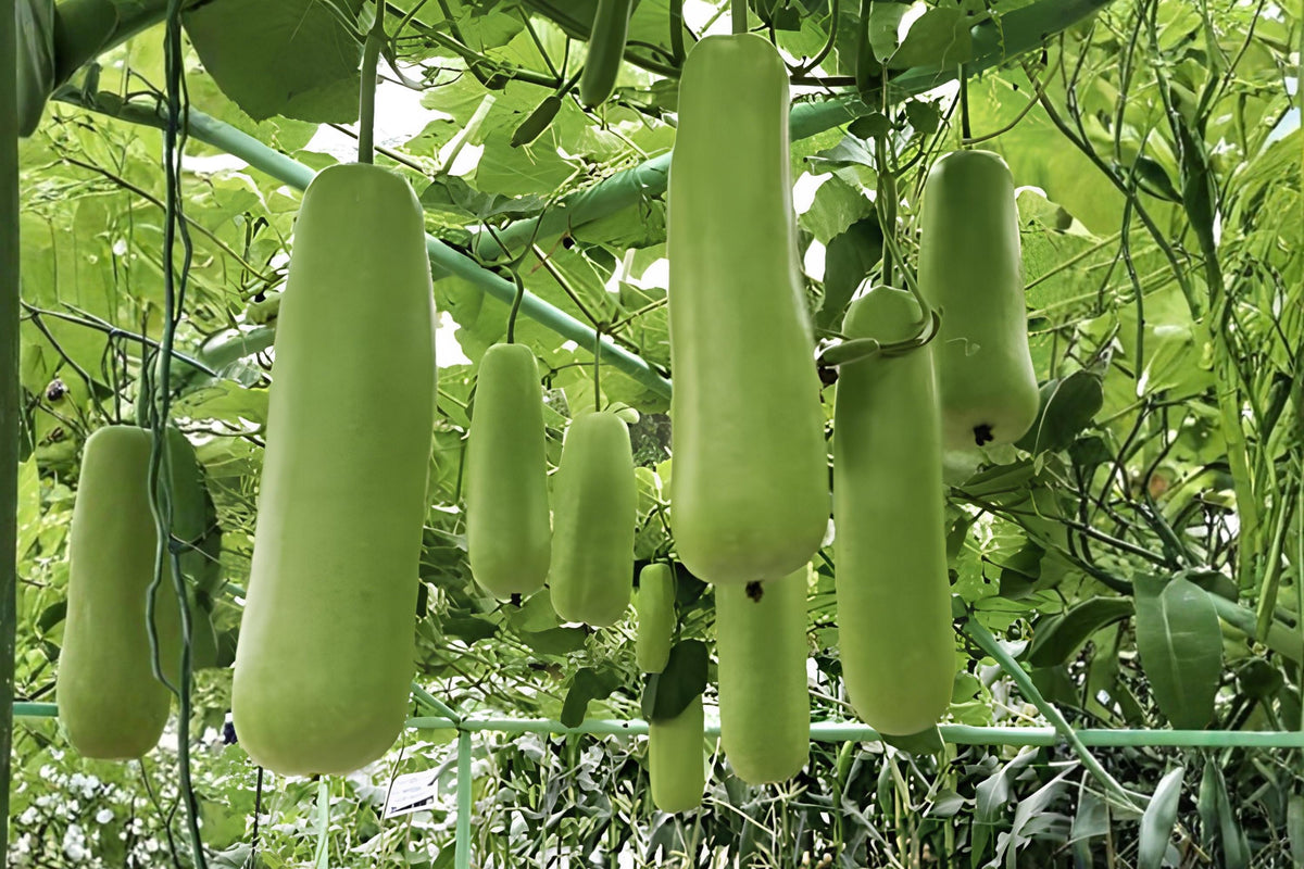 Nam Tao Yai Gourd Seeds – Large Hybrid Bottle Gourd for Culinary & Crafts, Fast-Growing Vine, Edible & Decorative Gourds