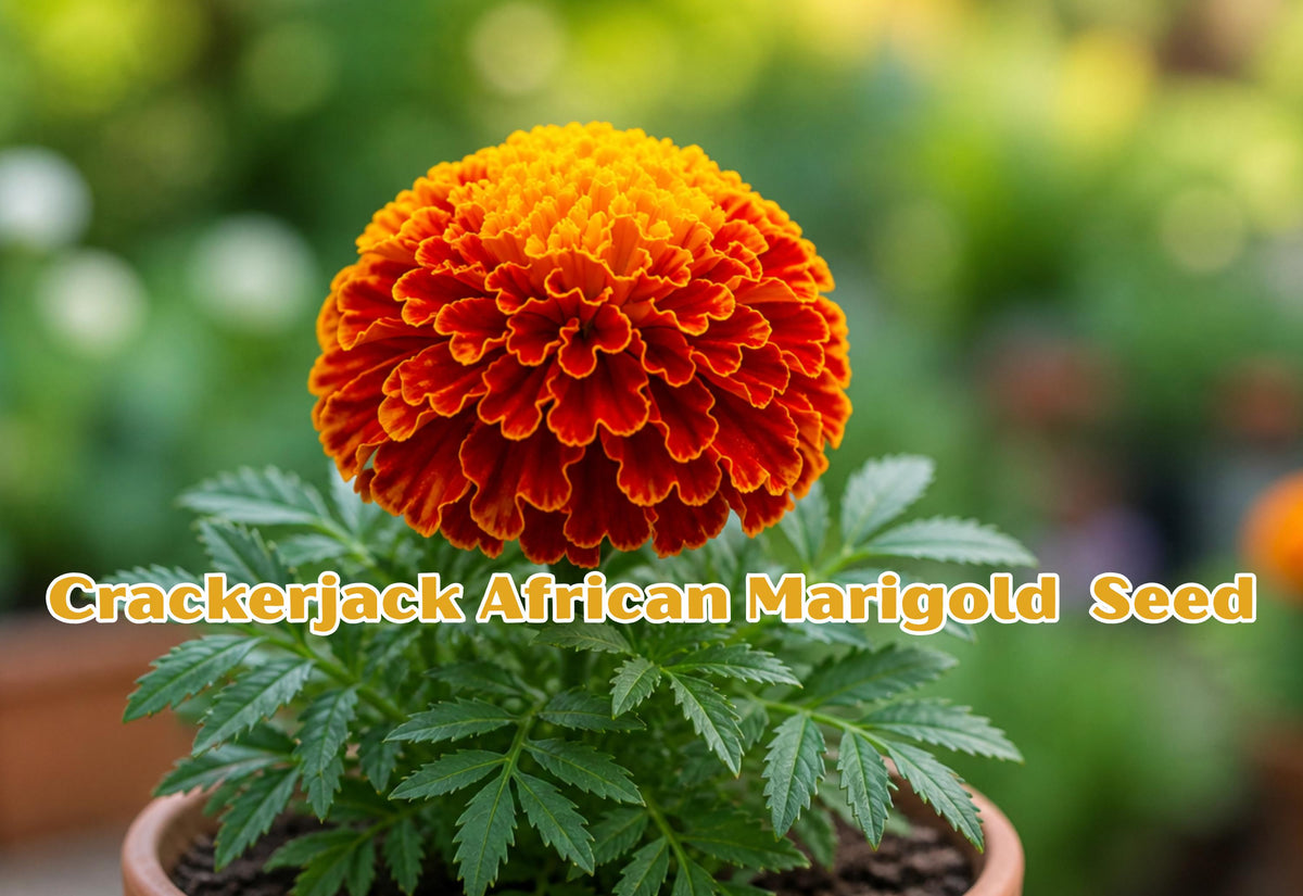 Crackerjack African Marigold Seeds | Tall Orange Yellow Tagetes Erecta Flower | 100 Seeds for Garden Beds & Containers
