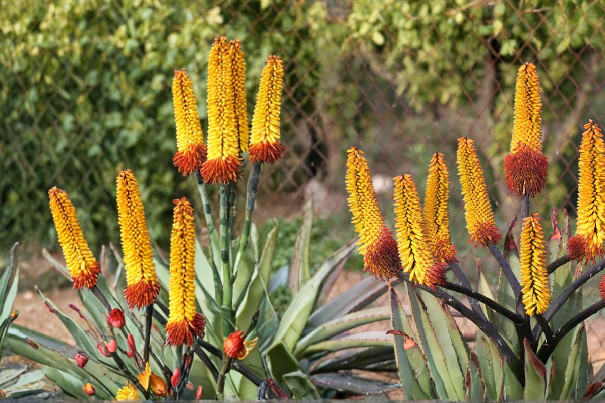 Aloe spectabilis Seeds – Succulent Perennial with Rosette Foliage & Tall Flowering Spikes, Drought Tolerant, Well-Drained Soil, Full Sun