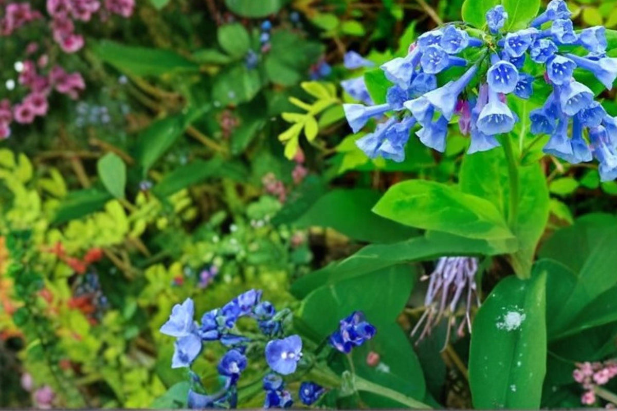 Virginia Bluebells Seeds – Mertensia virginica – Spring-flowering perennial with pink to blue bell-shaped blooms