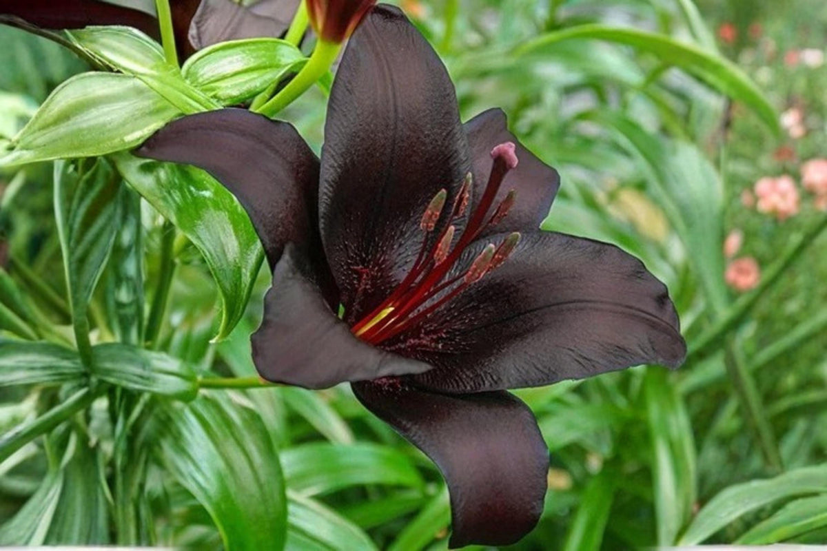Nightrider Asiatic Lily Bulb - Perennial Flower Bulb - Dark Purple Blooms - Lilium asiaticum