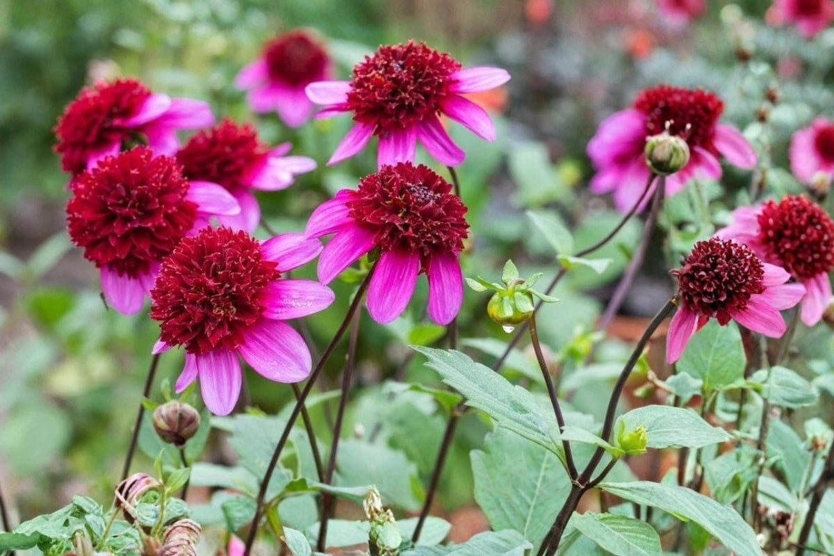 Poodle Skirt Dahlia Tuber Clump – Powder Puff Variety, Pollinator Friendly Garden Plant, Dahlia pinnata