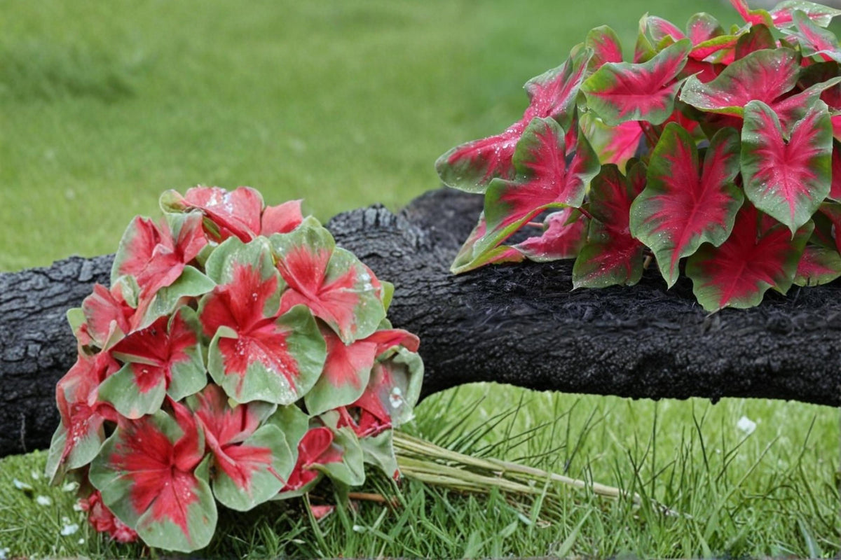 Florida Cardinal Caladium Bulbs – 6 Pack, Red & Green Foliage, Shade Garden, Container Plant, Tropical Perennial Caladium
