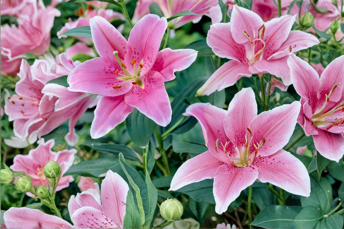 Sorbonne Oriental Lily Bulbs – Pink & White Fragrant Garden Bulb – Lilium perenne for Outdoor Planting