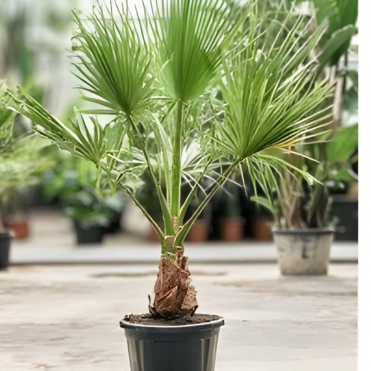 California Fan Palm Seeds – Washingtonia filifera – Hardy desert palm with large fan-shaped leaves, suitable for xeriscaping and warm climates