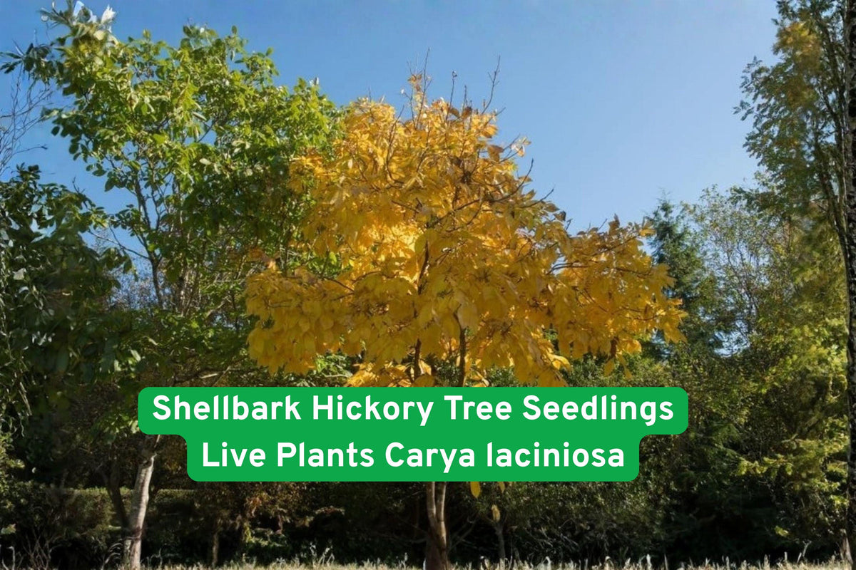 Shellbark Hickory Tree Seedlings | Native Nut Tree | Carya laciniosa | Hardwood Shade & Landscaping Plants
