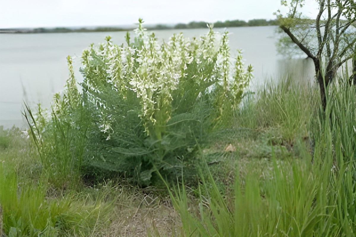Woolly Milkvetch Seeds, Native Astragalus drummondii, Drought-Tolerant Wildflower for Prairie & Xeriscape Gardens