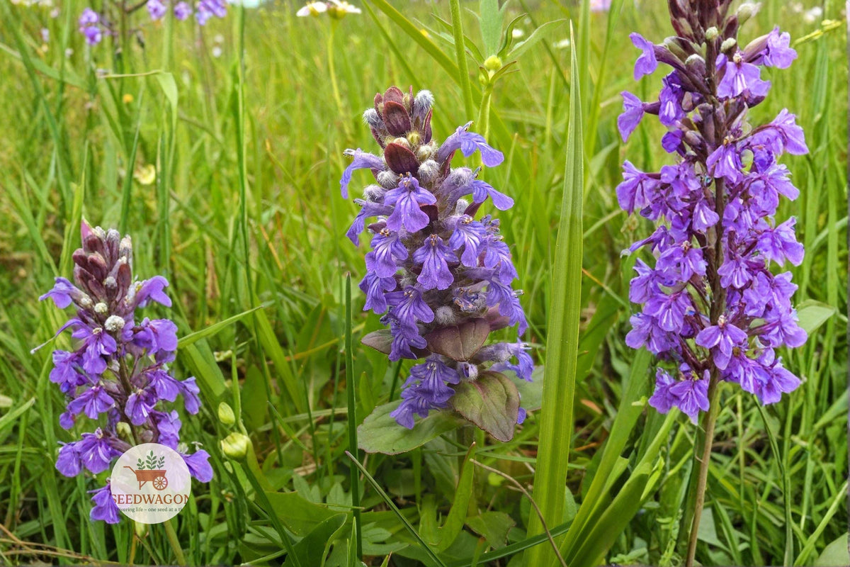 Heal All Seeds 100 Prunella vulgaris Self-Heal Wildflower Purple Pollinator Ground Cover Plant