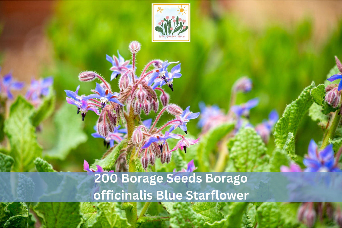 Borage Seeds 200+ Borago officinalis Blue Starflower Herb Garden, Annual Flowering Plant for Outdoors