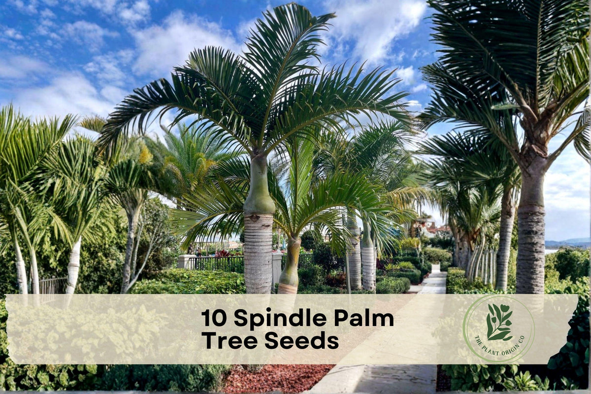 10 Spindle Palm Tree Seeds - Tropical Hyophorbe verschaffeltii for Ornamental Landscaping & Container Gardening