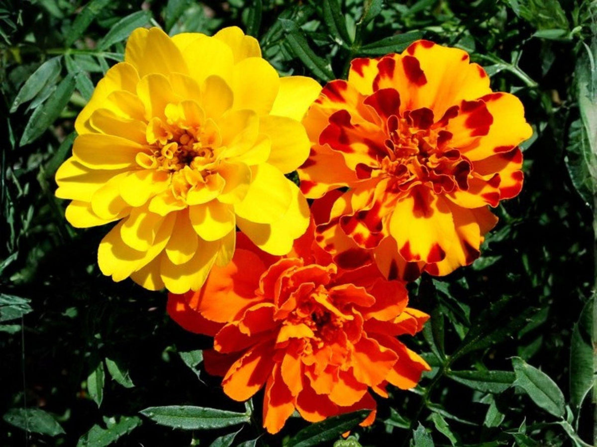 French Marigold Seeds – Petite Mix, Heirloom Non-GMO, Tagetes patula, Compact Annual Flower for Borders & Containers