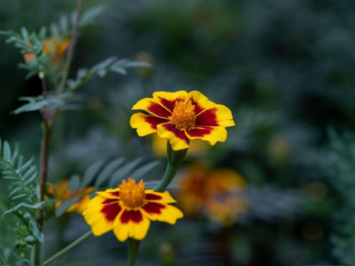 Dainty Marietta French Marigold Seeds – Heirloom Yellow Red Garden Flower, Tagetes patula, 100 Seeds
