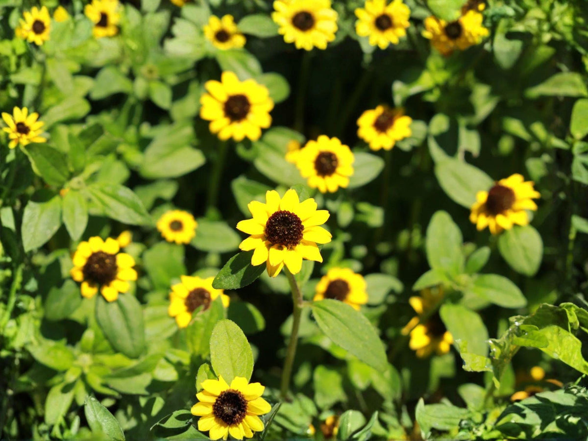 Creeping Zinnia Flower Seeds | Sanvitalia Procumbens | Trailing Groundcover Plant | Bright Yellow Daisy-Like Flowers | 100 Seeds