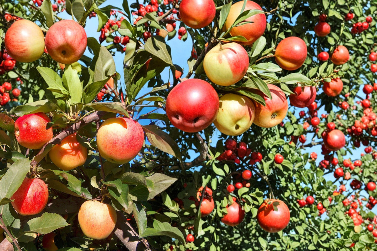 Apple Tree Seeds – Malus domestica, Fruit Tree Seeds for Garden & Orchard Planting