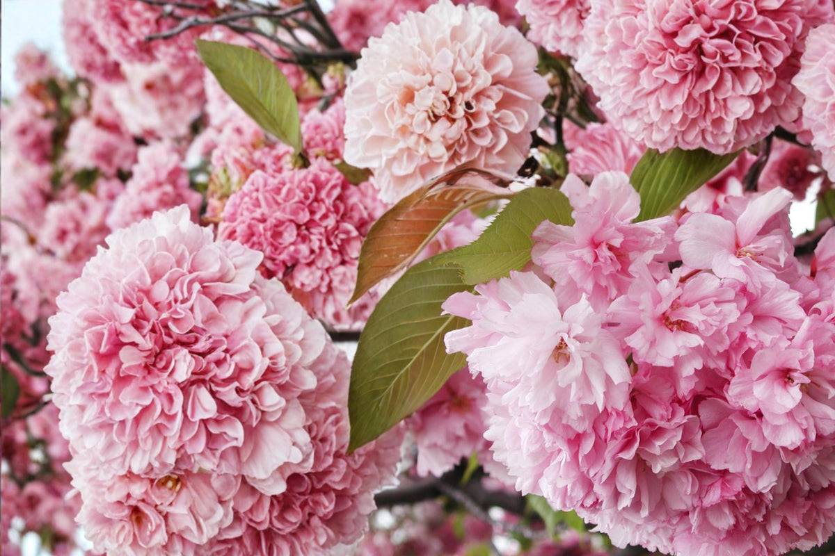 Sakura Seeds – Prunus serrulata Flowering Tree Seeds for Garden & Bonsai, Pink Blossom, Ornamental Tree