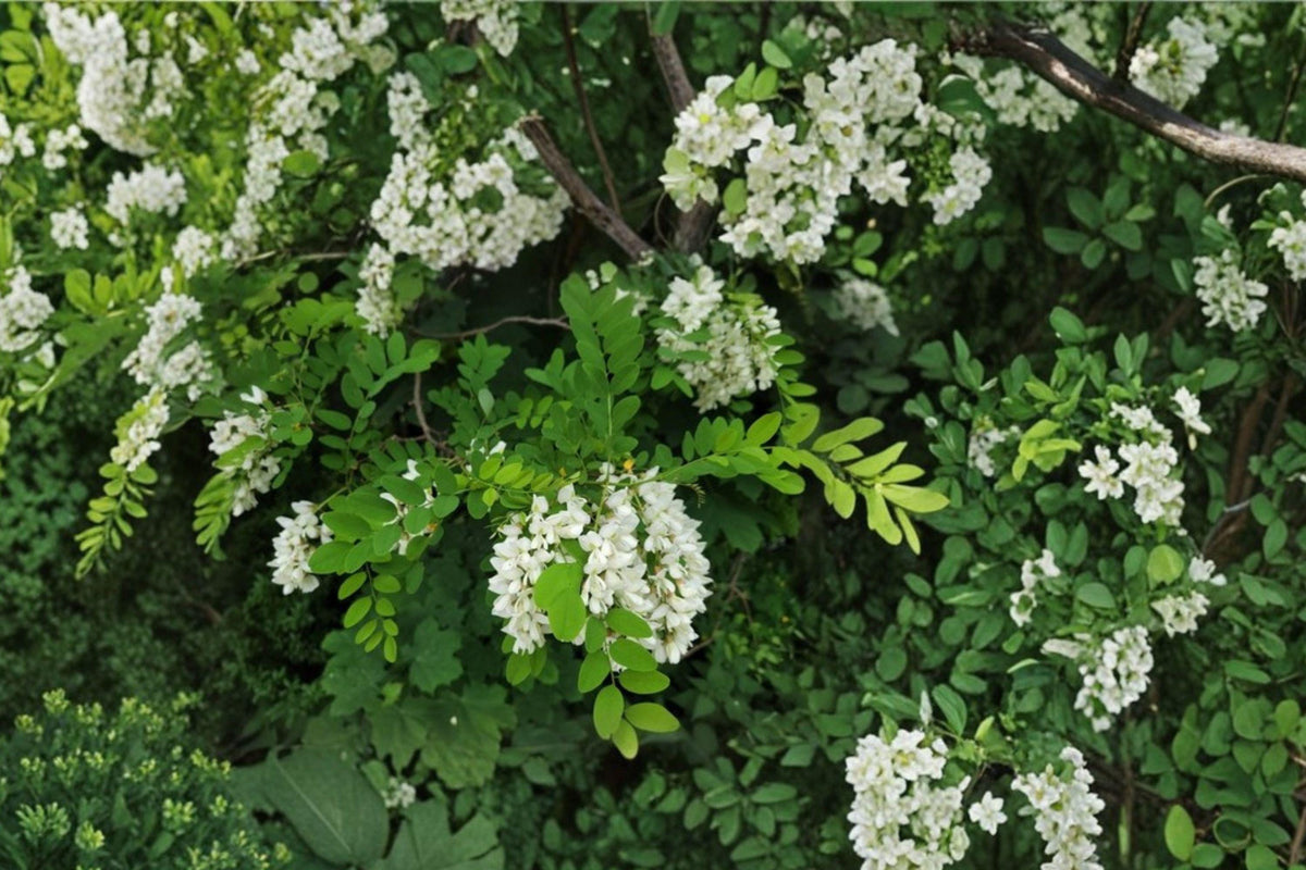 Black Locust Tree Bare Root Plant – Robinia pseudoacacia, Fast-Growing Shade Tree, Deciduous, White Flowers