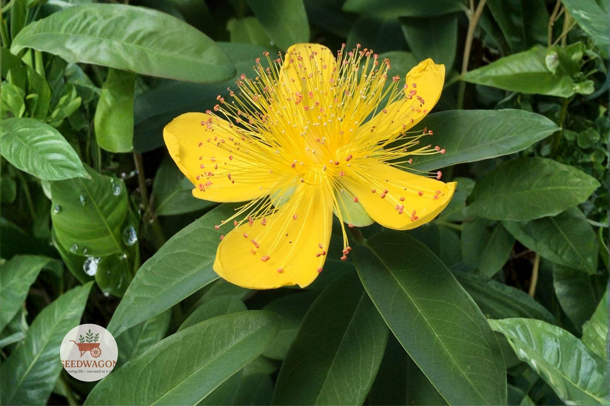 500 Great St Johns Wort Seeds – Hypericum pyramidatum Native Wildflower Pollinator Plant, Golden Yellow, Perennial Seed Pack