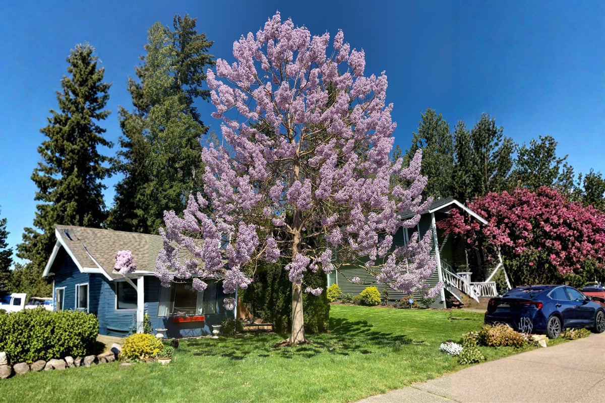 Empress Tree Seeds (100) | Royal Paulownia tomentosa | Fast-Growing Ornamental Tree with Lavender Purple Blooms