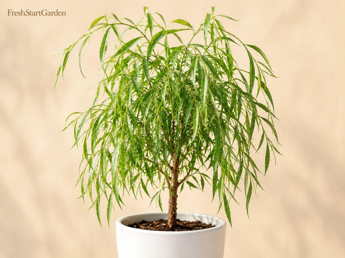 Weeping Willow Bare Root Tree 12-24" Salix babylonica Ornamental Shade Tree for Landscape