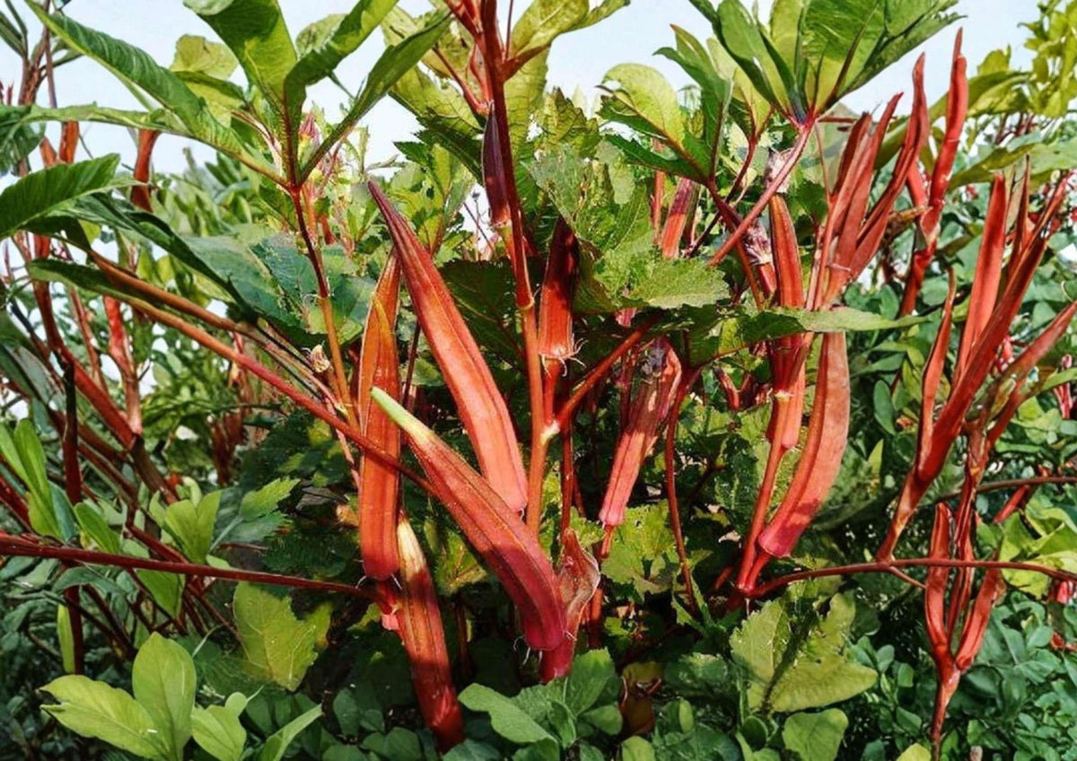 50+ Jing Orange Okra Seeds - Heirloom Bright Orange Pods, Rare Vegetable Seeds for Garden Planting, Abelmoschus esculentus
