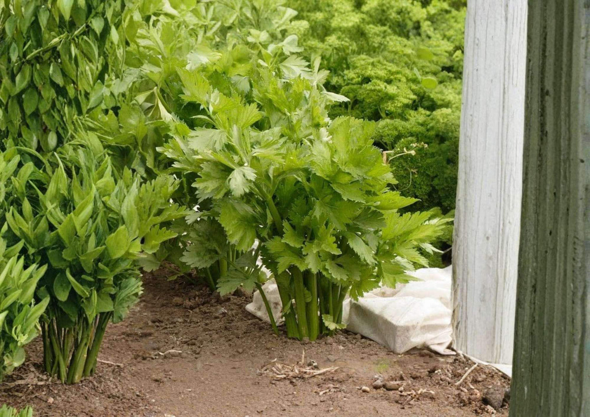 Golden Pascal Celery Seeds – French Heirloom, Stringless, Crisp Tender Stalks, Apium graveolens