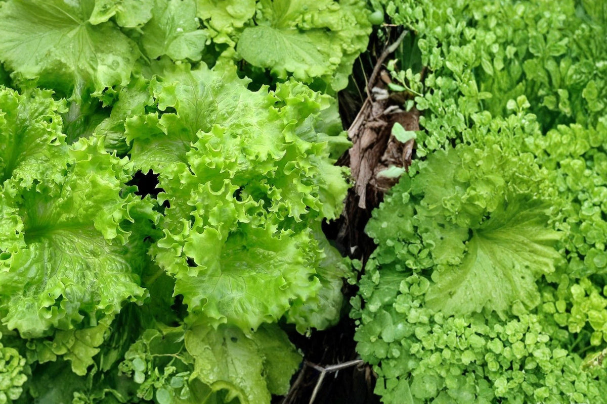 Muir Lettuce Seeds – Lactuca sativa – Crisp Light Green Leafy Green Vegetable Seed for Garden & Container Growing