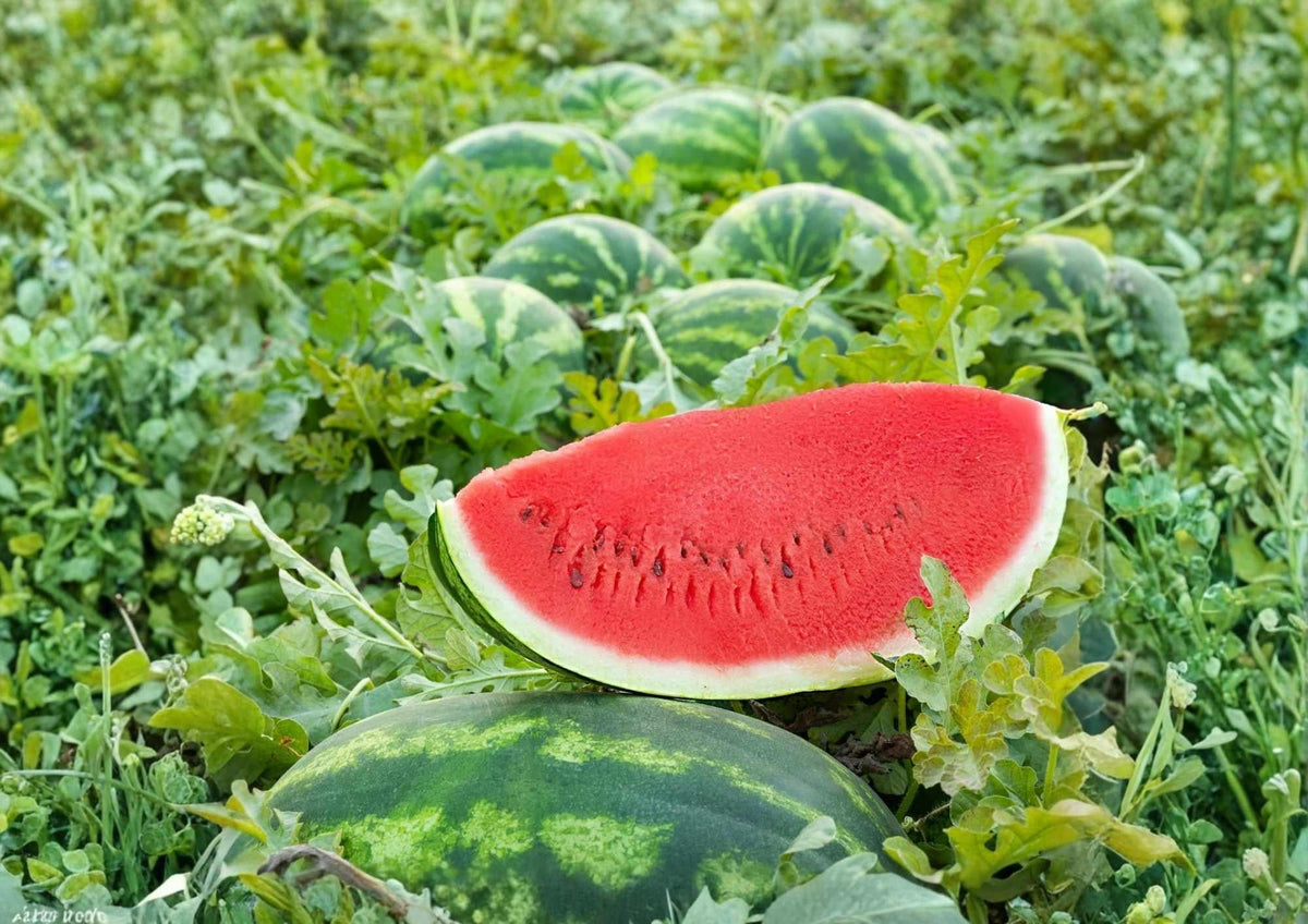 Crimson Sweet Watermelon Seeds Heirloom Organic Non-GMO Fruit Seeds for Garden Planting, Red Flesh Melon, Summer Fruit Seeds