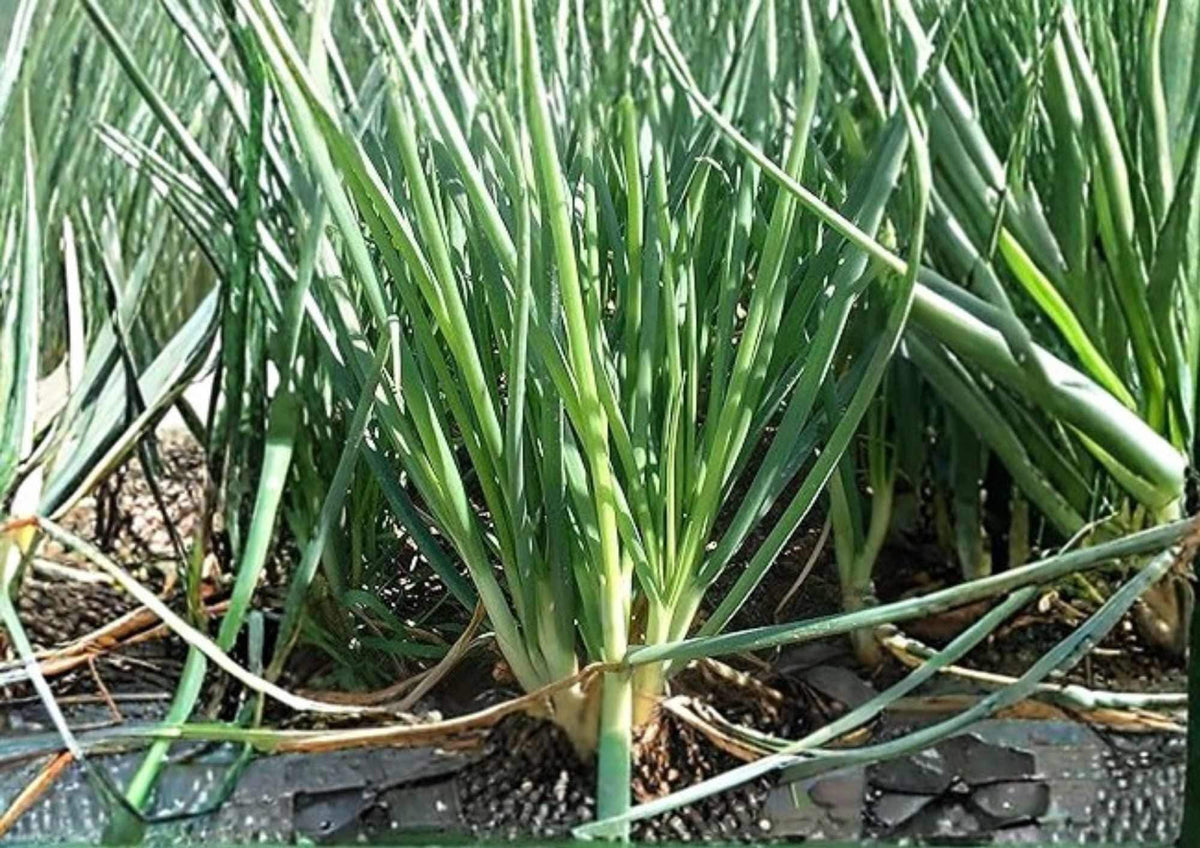 Chives Seeds Heirloom Herb Garden Planting, Green Onion Flavor, Perennial, Allium schoenoprasum
