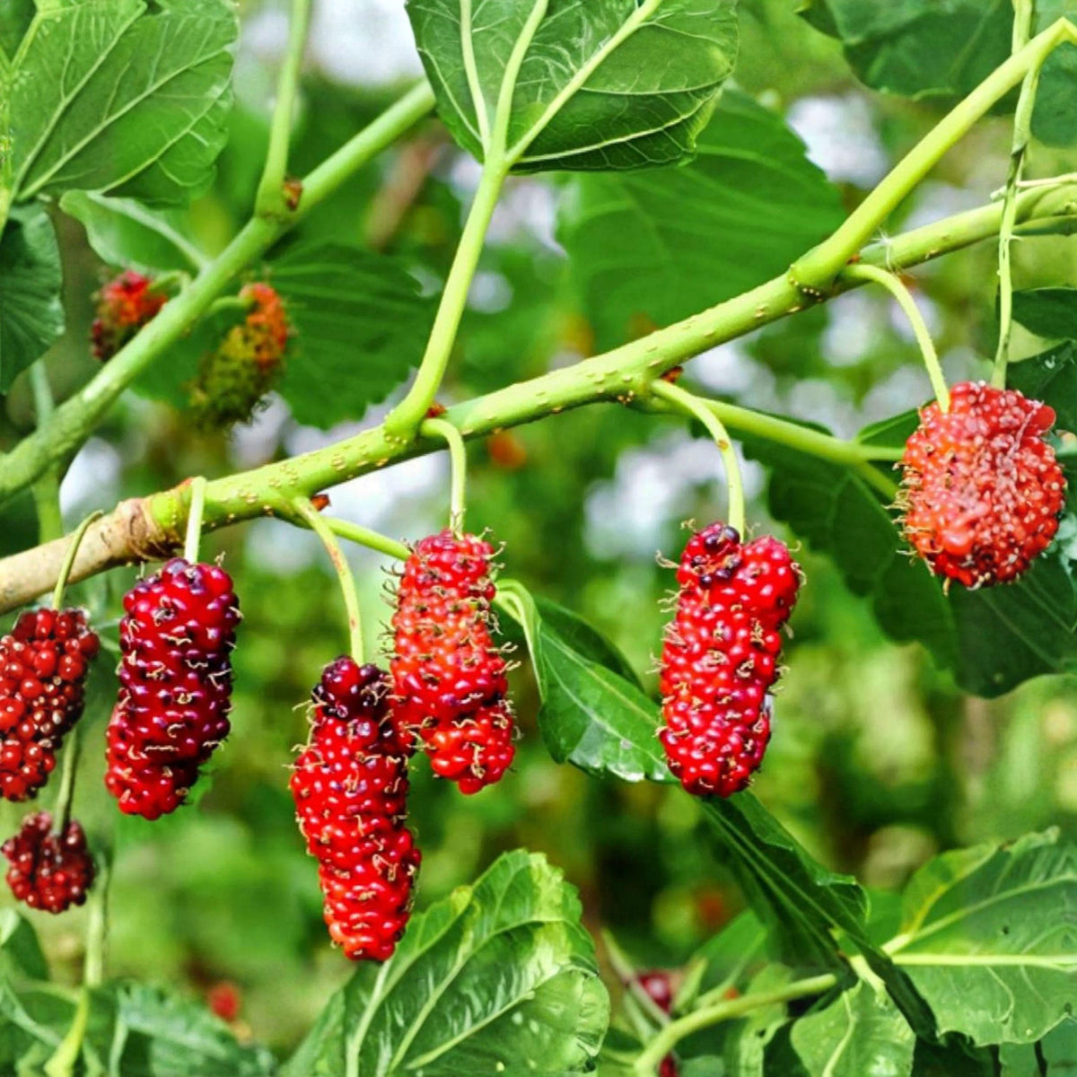 Red Mulberry Tree Cuttings - 12 Unrooted Propagation Sticks, 6-8 Inches, Morus rubra, Fruit Tree for Garden and Orchard