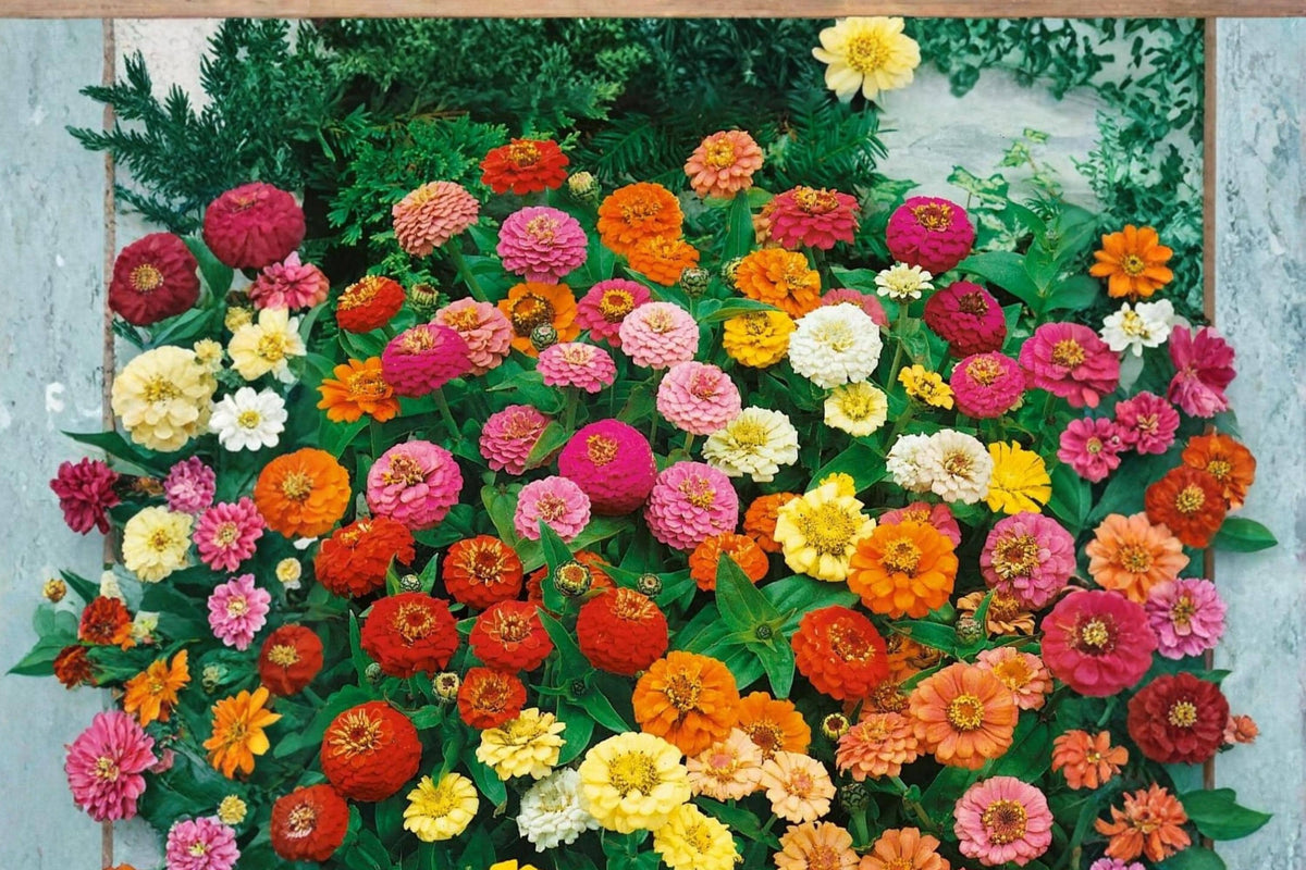 Strawberry Parfait Zinnia Seeds – Pink and Cream Bicolor Annual Flower – Zinnia elegans for Garden Beds & Containers