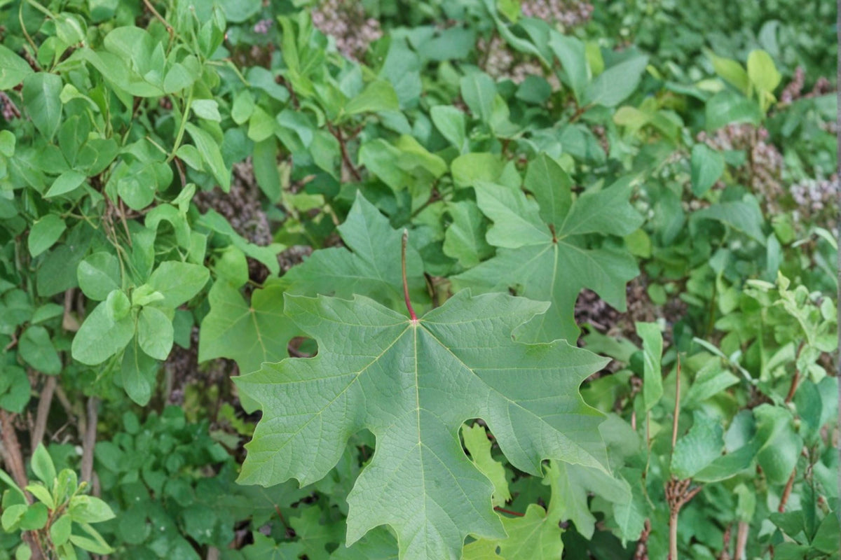 Bigleaf Maple Seeds – Acer macrophyllum – Deciduous Shade Tree with Large Leaves and Fall Color